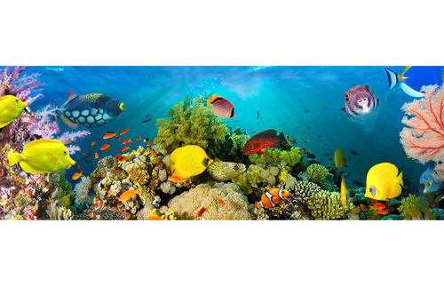 Фототапет Sea Corals 366*127 - 860 ПОСЛЕДЕН БРОЙ
