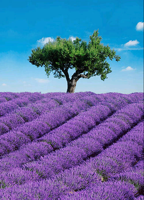 Фототапет Provence 183*254 ПОСЛЕДЕН БРОЙ