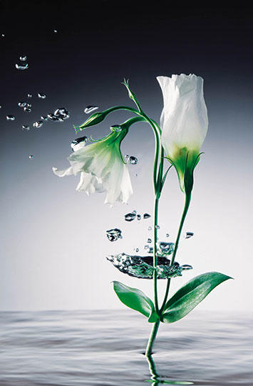Фототапет Giant Art Crystal Flowers 175*115 ПОСЛЕДЕН БРОЙ