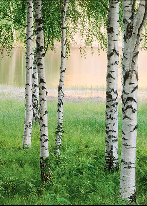 Фототапет Nordic Forest 183*254 ПОСЛЕДЕН БРОЙ