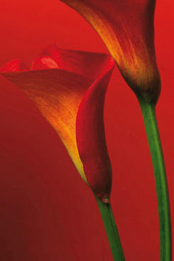 Фототапет Red Calla Lilies 183*254