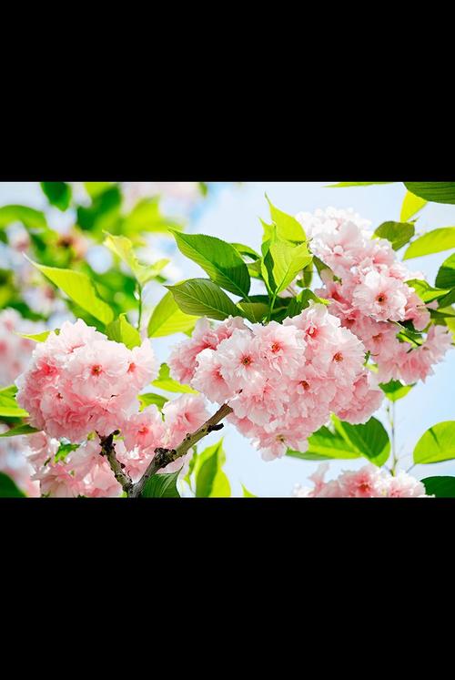 Фототапет Sakura Blossom 366*254