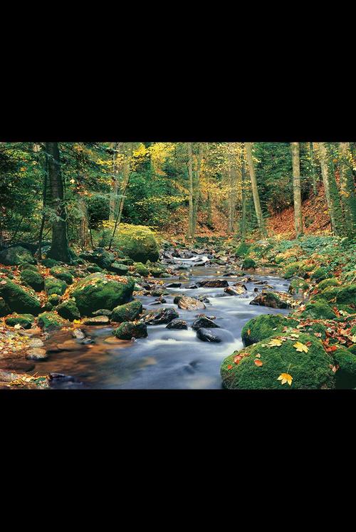 Фототапет Forest Stream 366*254