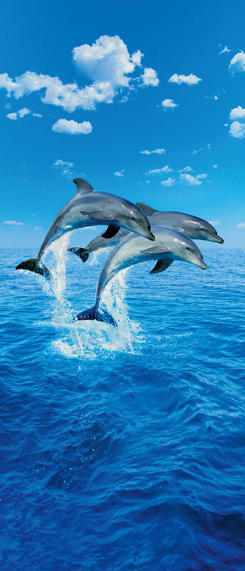 Фототапет Three Dolphins 86*200
